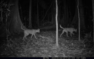 Camera Traps - January 2024