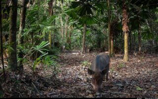 Camera Traps - February 2024