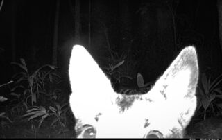 Camera Traps - April 2024