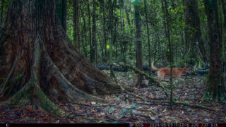 Camera Traps - May 2024