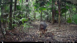 Camera Traps - May 2024