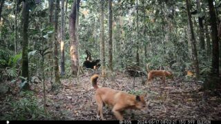 Camera Traps - June 2024