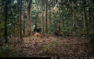 Camera Traps - July 2024