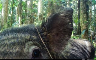 Camera Traps - July 2024