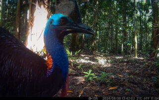 Camera Traps - August 2024