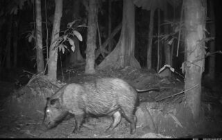 Camera Traps - September 2024