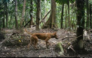 Camera Traps - September 2024