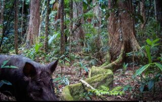 Camera Traps - November 2024