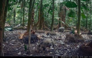 Camera Traps - January 2025