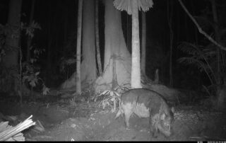 Camera Traps - January 2025