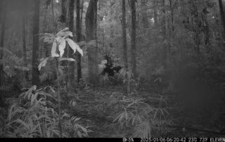 Camera Traps - January 2025