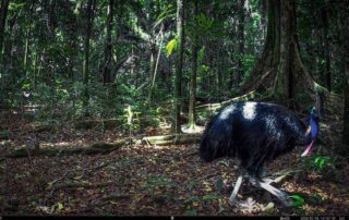 Camera Traps - January 2025