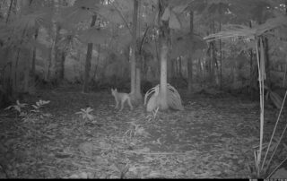 Camera Traps - January 2025