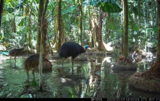 Camera Traps - January 2025