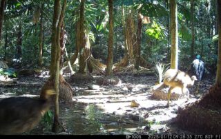 Camera Traps - January 2025