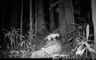 Camera Traps - January 2025