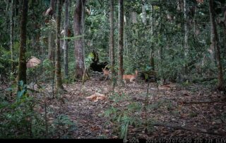 Camera Traps - January 2025