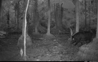 Camera Traps - January 2025