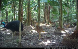 Camera Traps - January 2025