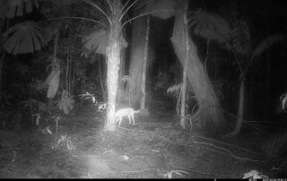 Camera Traps - February 2025