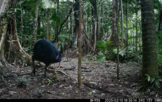 Camera Traps - February 2025