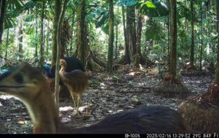 Camera Traps - February 2025