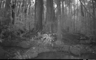 Camera Traps - February 2025