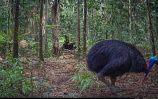 Camera Traps - February 2025