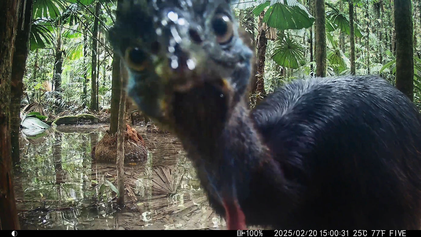 Camera Traps - February 2025