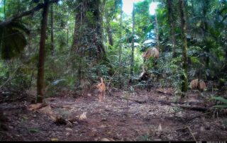 Camera Traps - February 2025