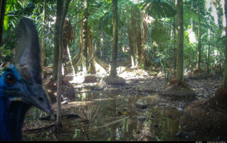 Camera Traps - February 2025